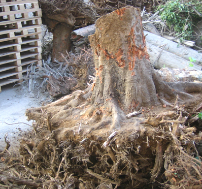 マテリアルリサイクルされる木質廃棄物 画像